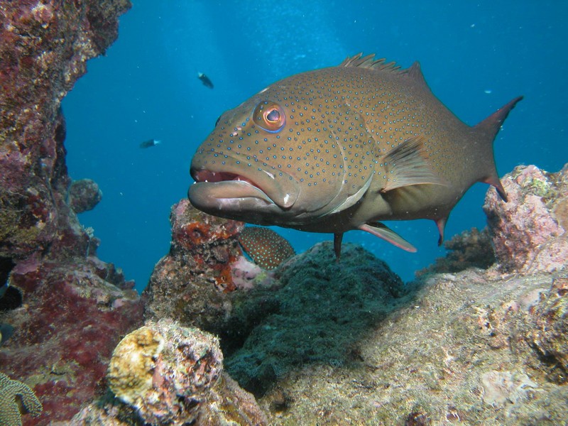 Cairns Great Barrier Reef - Coral Trout
