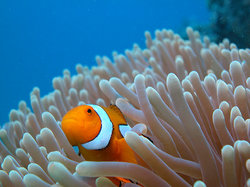 Great Barrier Reef Facts