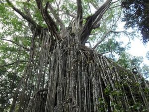 Atherton Tablelands