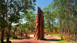 Litchfield National Park, Northern Territory