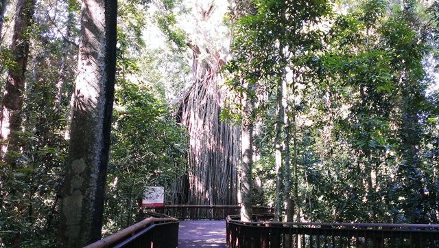 Curtain Fig on the Atherton Tableland.