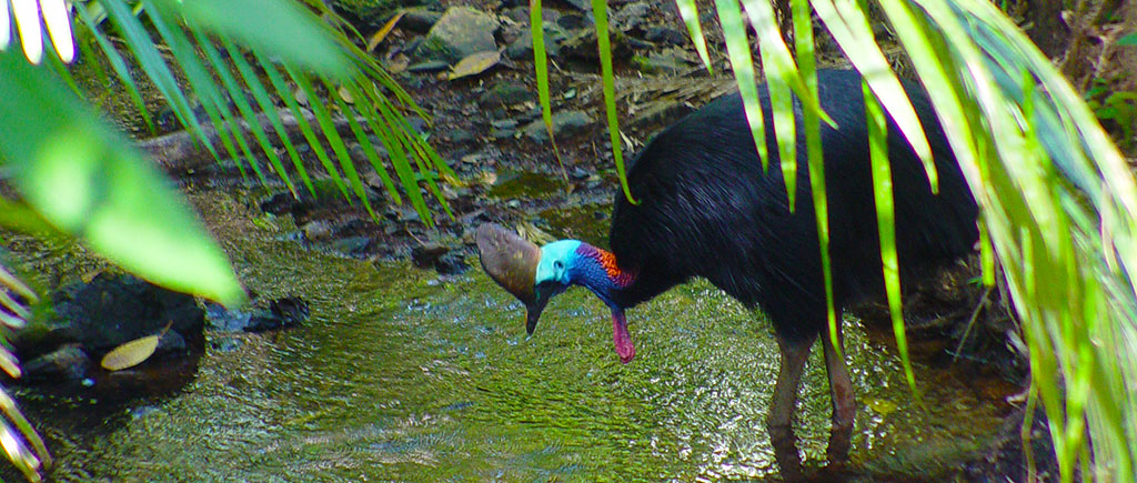 Daintree Rainforest via Cairns