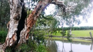 Granite-Gorge-16-Photo-Sue-Astorquia